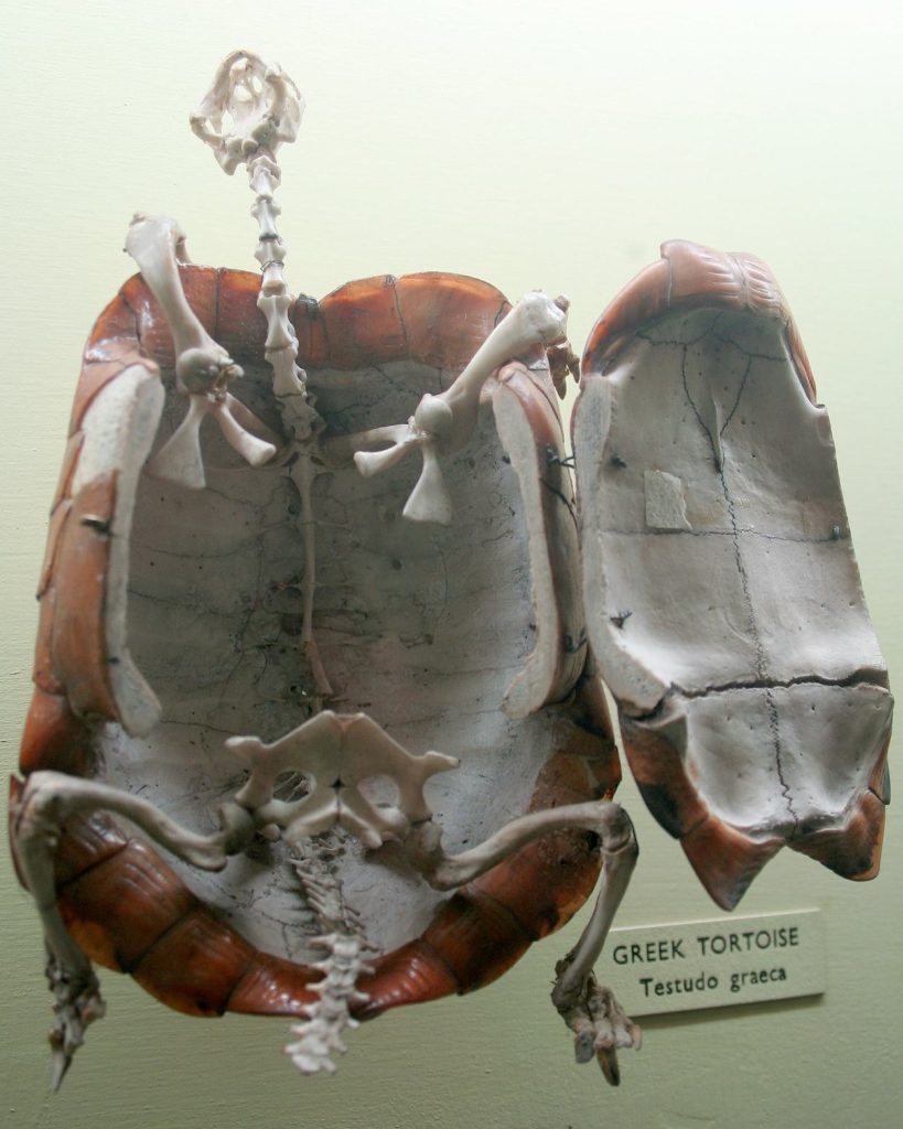 A picture of a skeleton of a turtle showing the ribs fixed to the shell. 