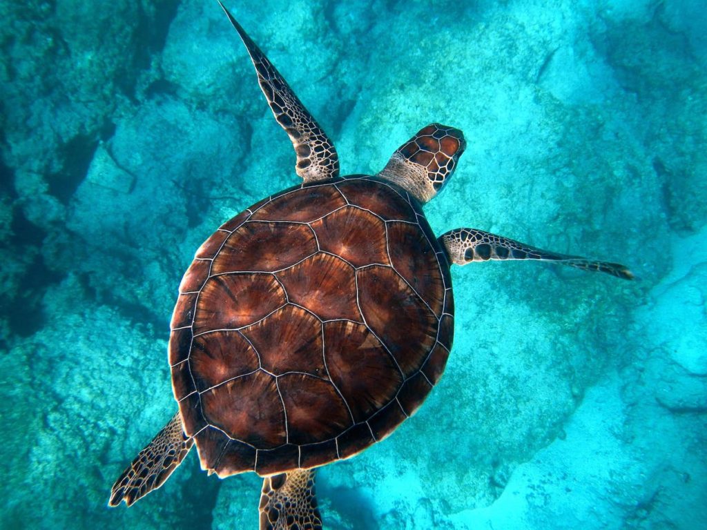 Turtle swimming
