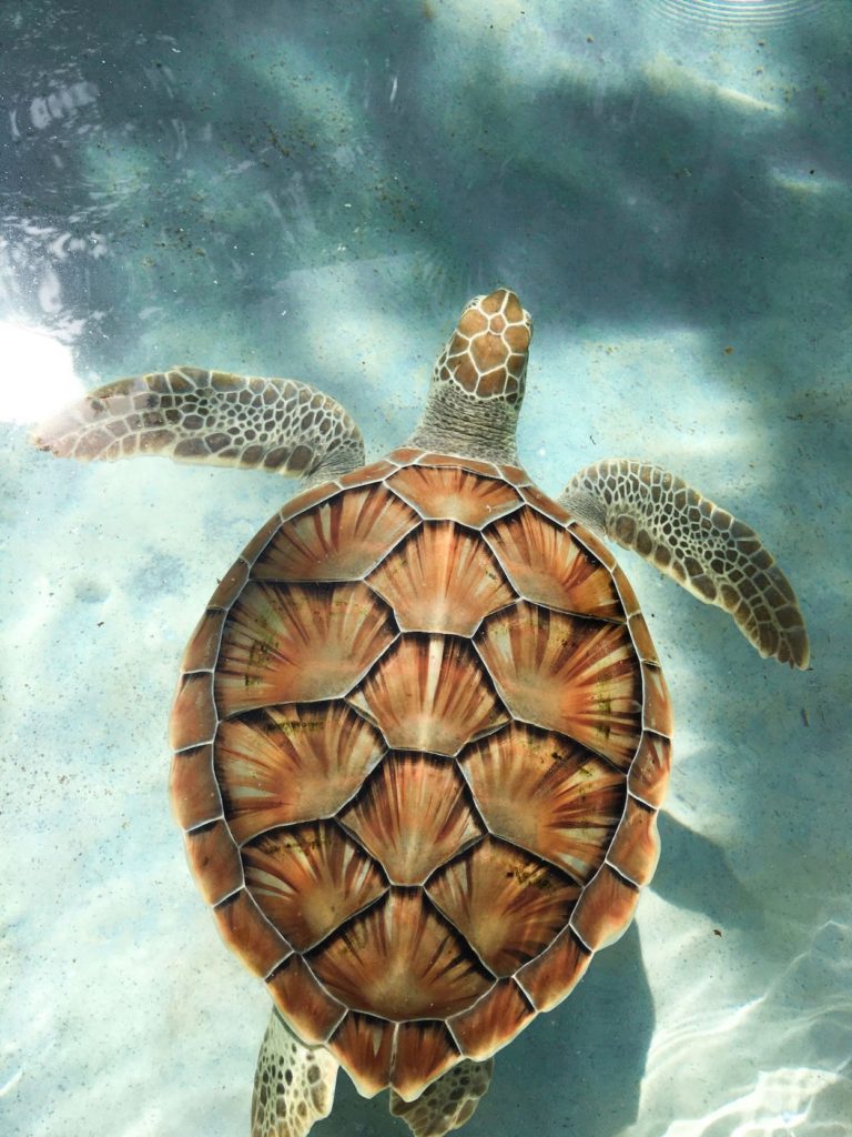 Turtle in the ocean.