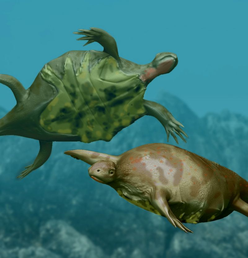This is how turtles without shell might have looked like.