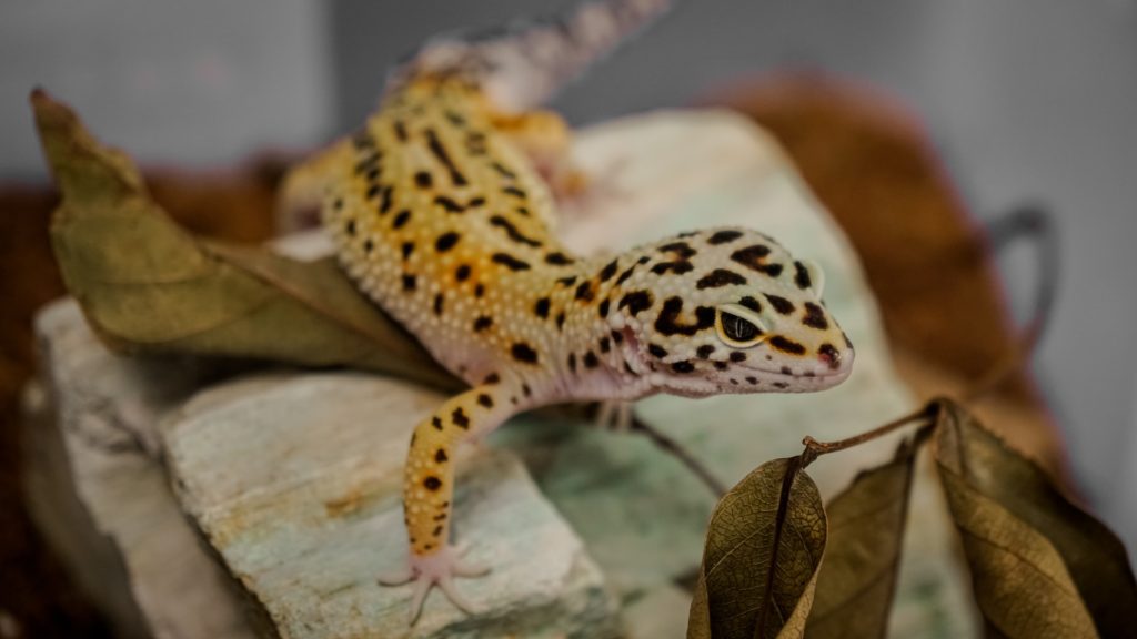 The leopard gecko is among the best reptile pets for kids.