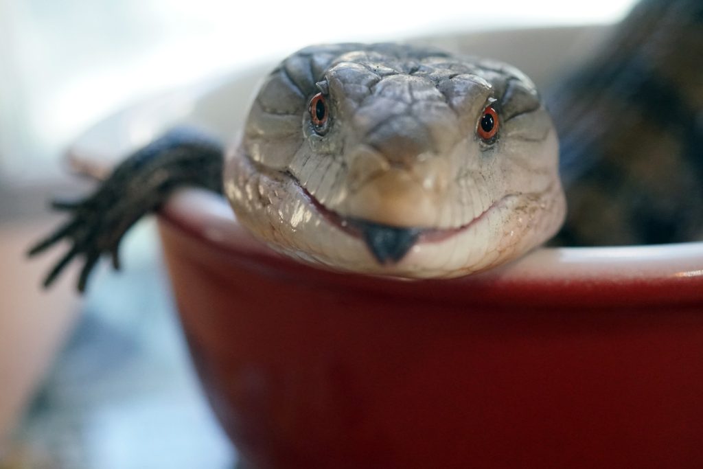 The blue tongued skink is a great reptile pet for older kids.