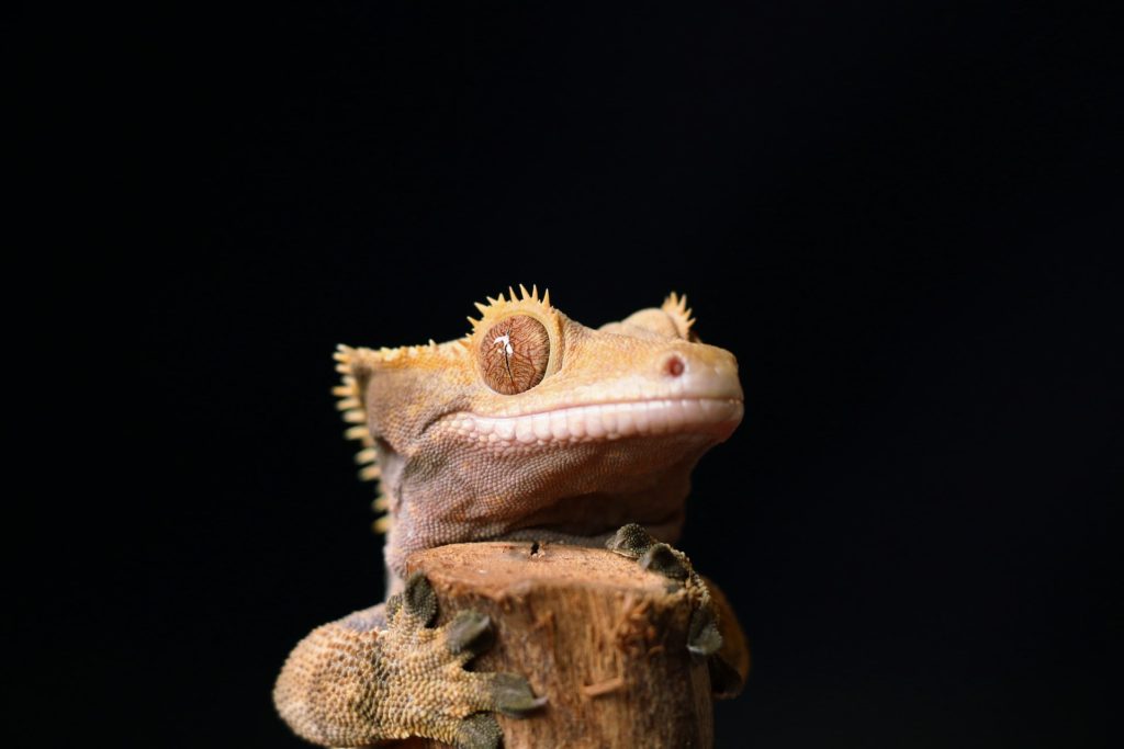 Crested geckos are among the best reptile pets for kids.