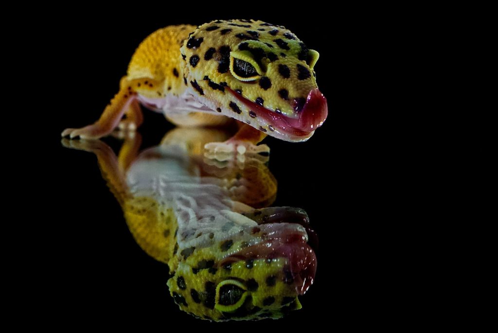 Our pick as the best reptile pet for kids is the leopard gecko.