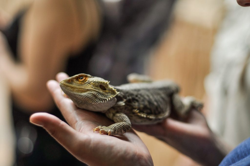 Best reptile pets for kids
