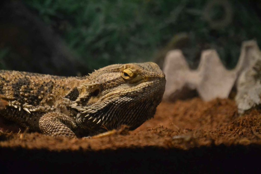 Best bearded dragon cage