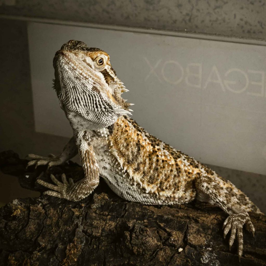 A bearded dragon in a cool bearded dragon enclosure.