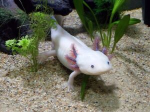 are-axolotls-good-pets-1