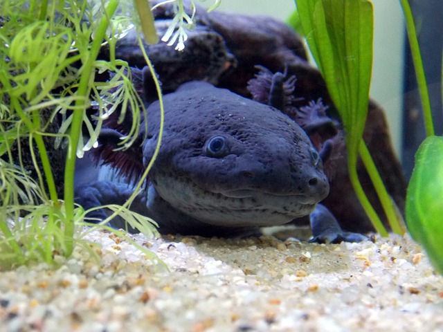 are-axolotls-good-pets-2