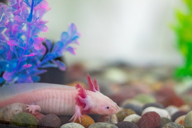 are-axolotls-good-pets-3