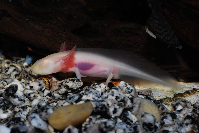 are-axolotls-good-pets-5