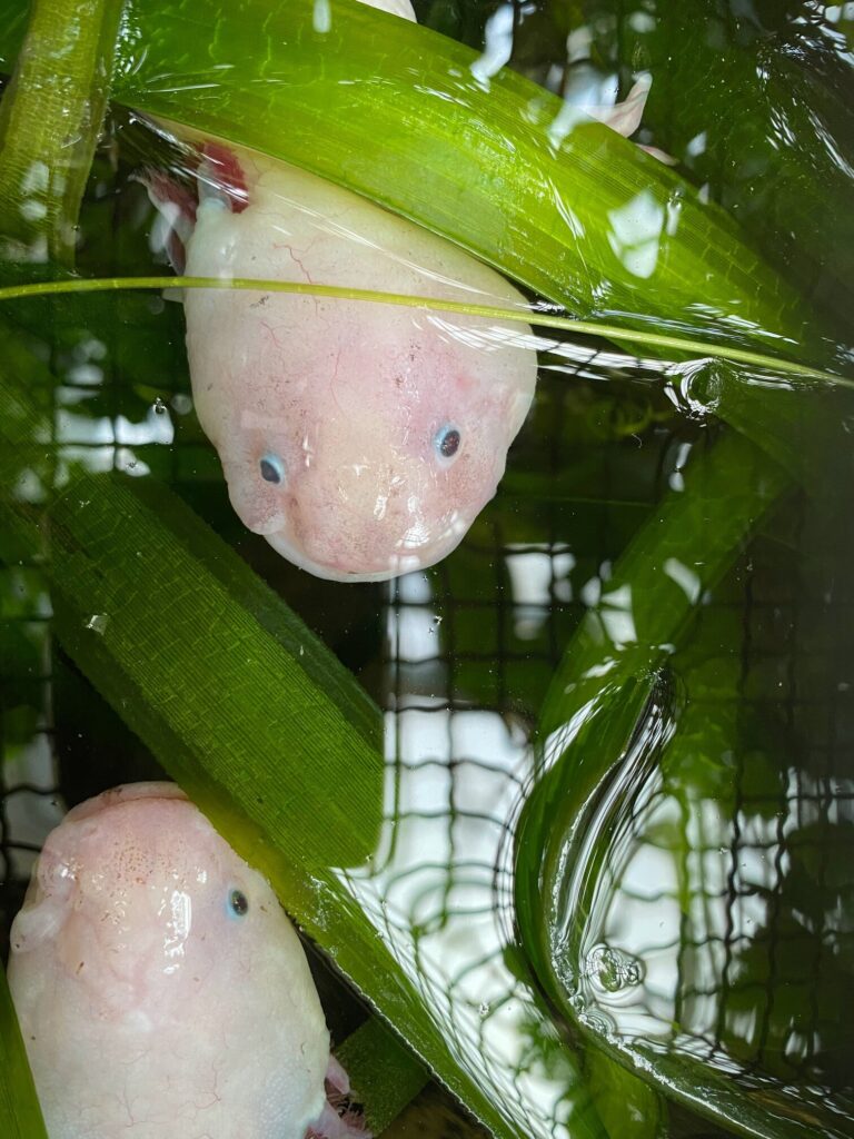 are-axolotls-good-pets-6