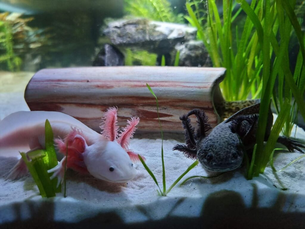 are-axolotls-good-pets-4